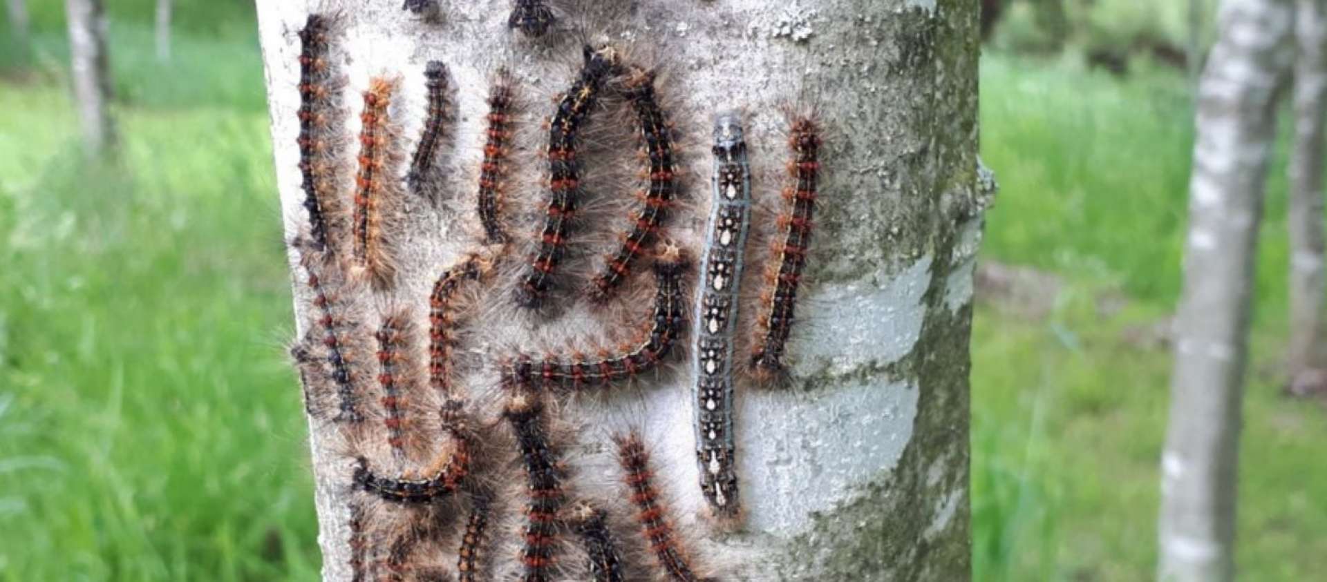 gypsy moths