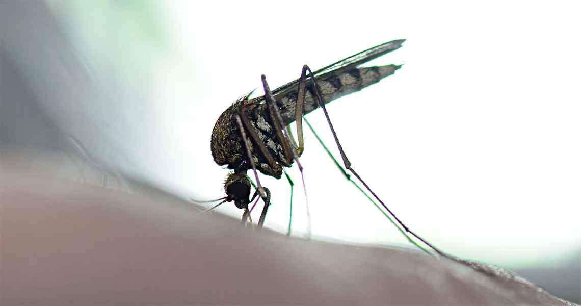 mosquito on human skin