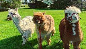 Sylvan Alpaca Farm